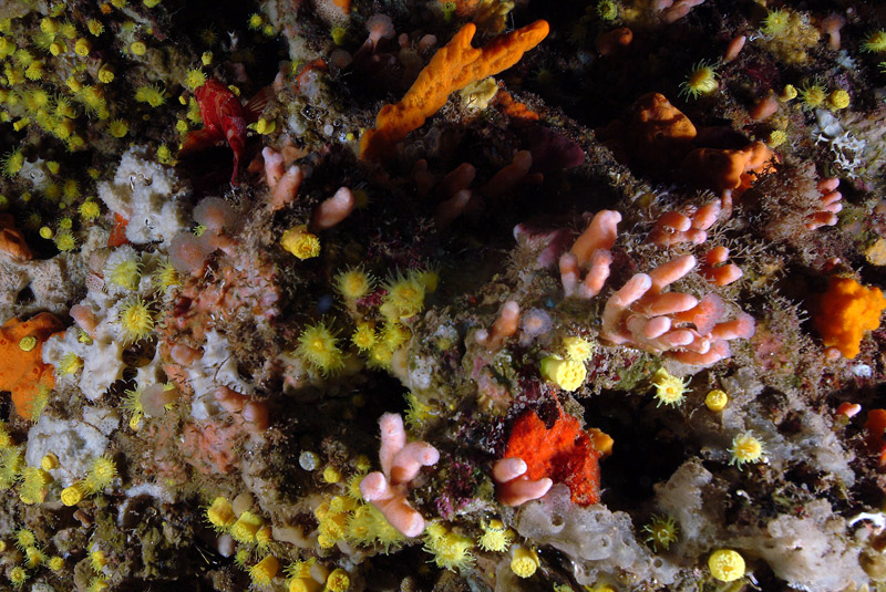 Aplidium proliferum